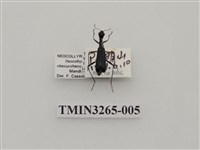綠長頸虎甲蟲藏品圖，第1張